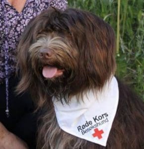 Besøksvenn Hund